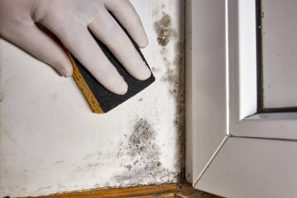 Best Mold Damage Restoration  in Panama City Beach, FL