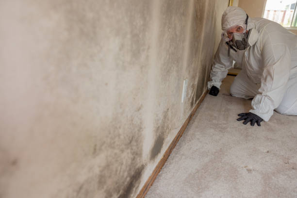 Best Commercial Mold Inspection  in Panama City Beach, FL